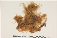 藏品(蔓苔科)的圖片